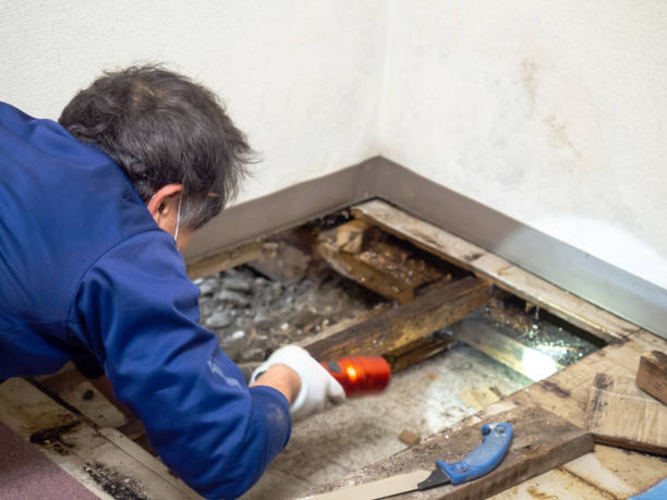 Best Black Mold Removal  in Whetstone, AZ