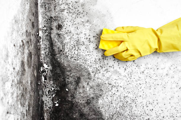Best Mold Removal and Inspection  in Whetstone, AZ